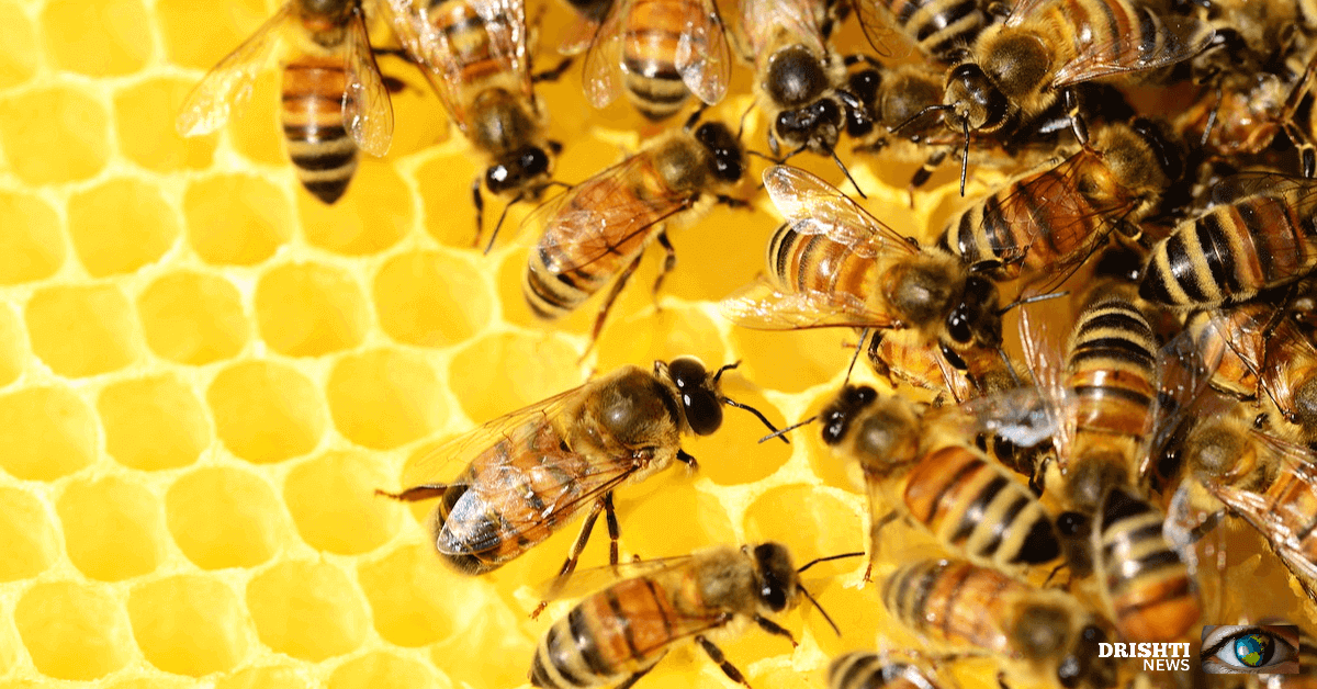 honeybee