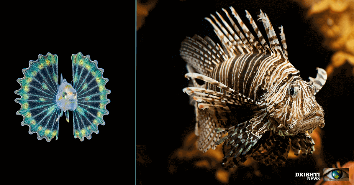 lionfish