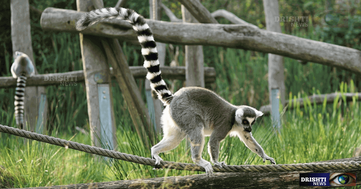 ring-tailed lemur