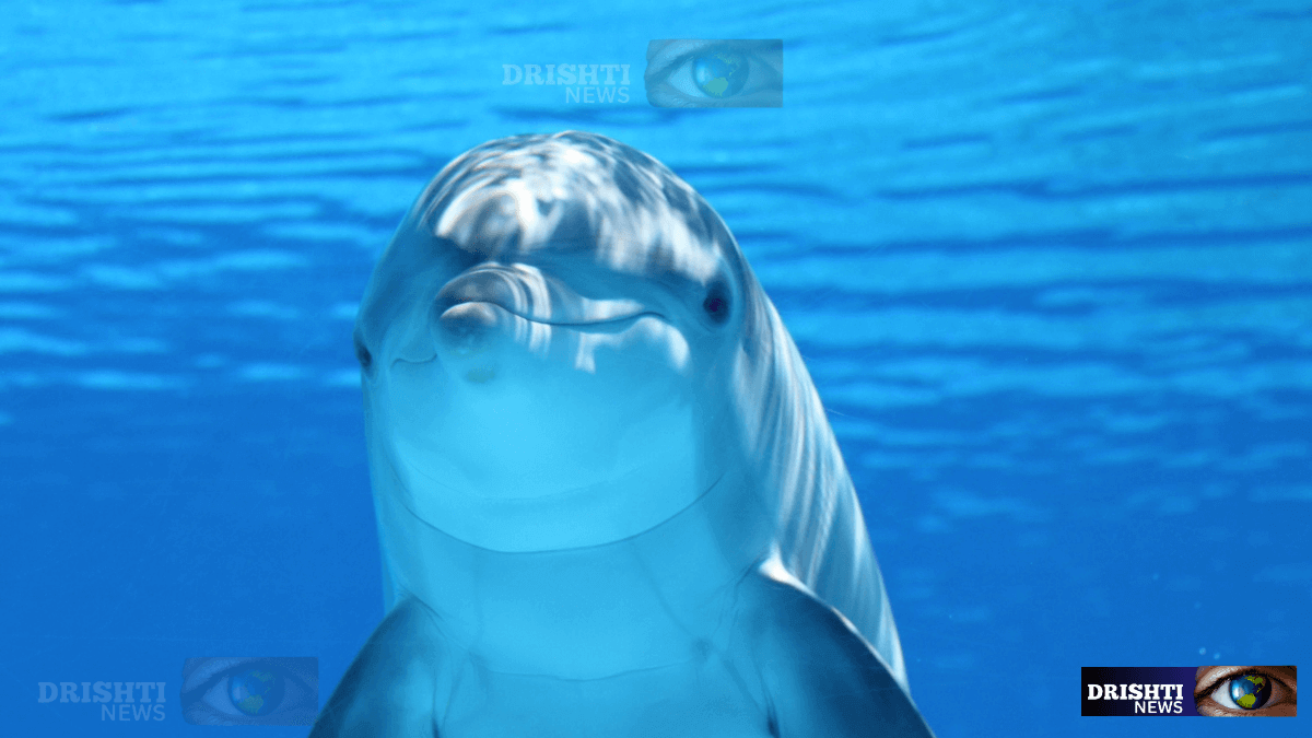 dolphin