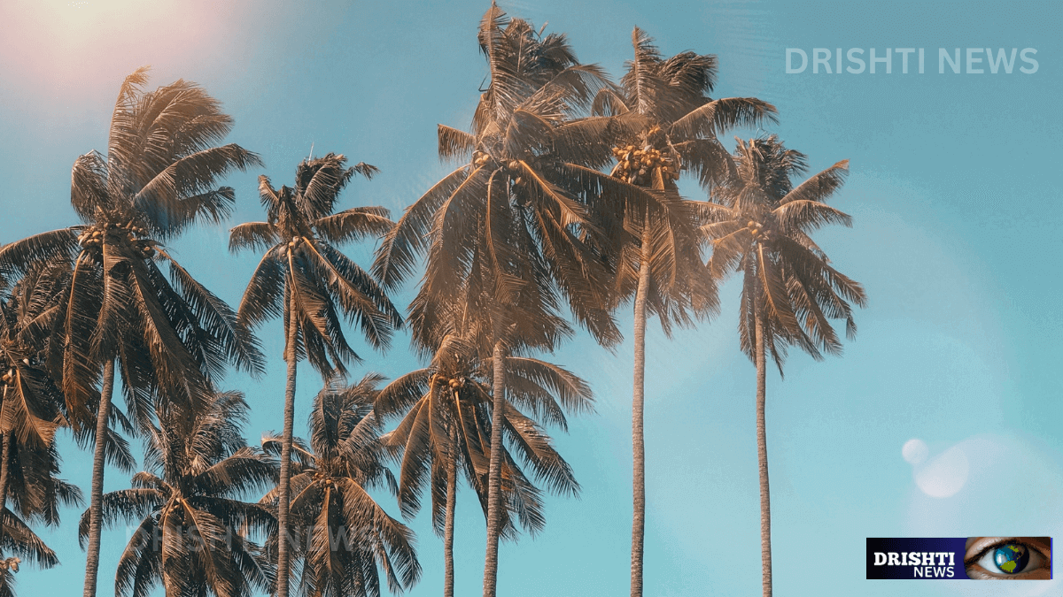 Coconut Tree