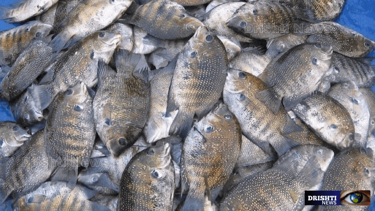 karimeen