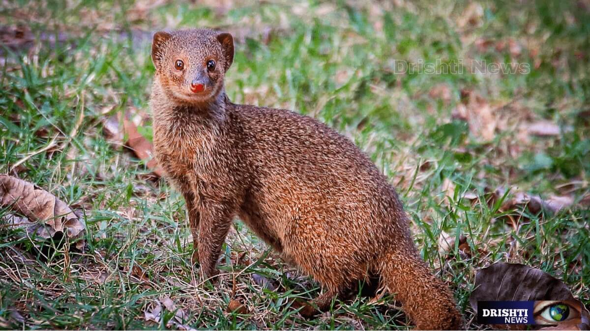 Mongooses | Fantastic Essential Facts | Drishti News 2024